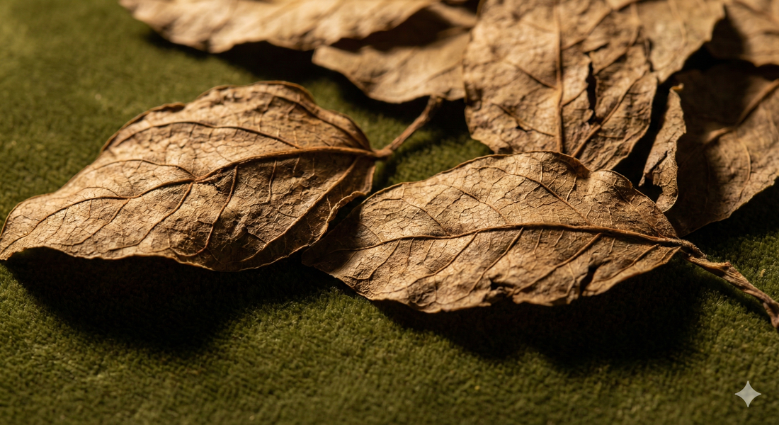 The Science Behind Senna: How Planta Lax Works